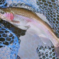 良型連発！ ～岡崎トラウトポンド～